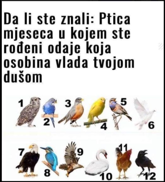 PTICA MJESECA U KOJEM STE ROĐENI OTKRIVA NEŠTO BITNO O VAMA: Izaberite broj i otkrijte KAKVI STE ZAISTA U DUŠI!