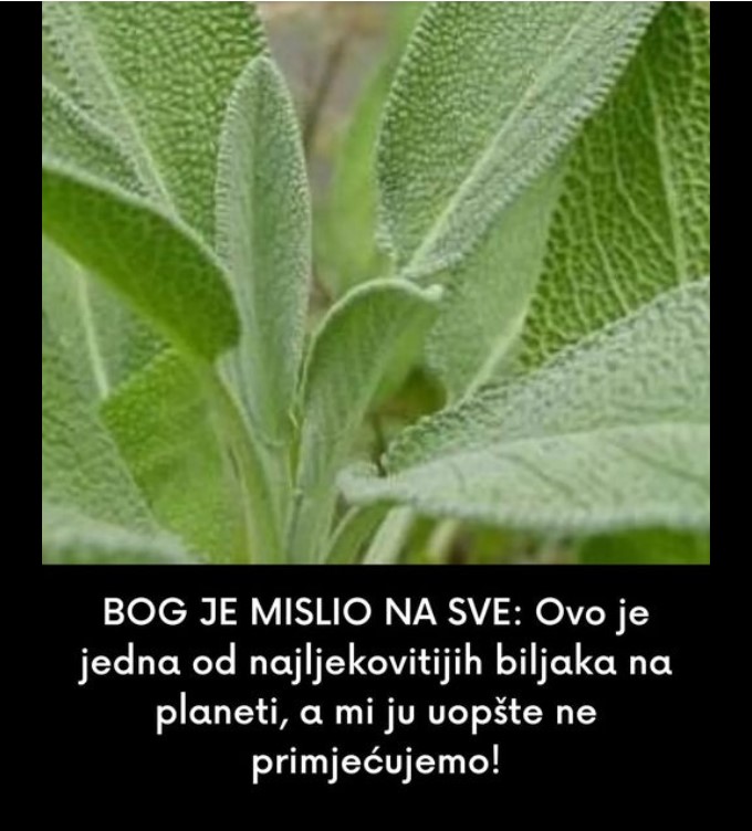 BOG JE MISLIO NA SVE: Ovo je jedna od najljekovitijih biljaka na planeti, a mi ju uopšte ne primjećujemo!