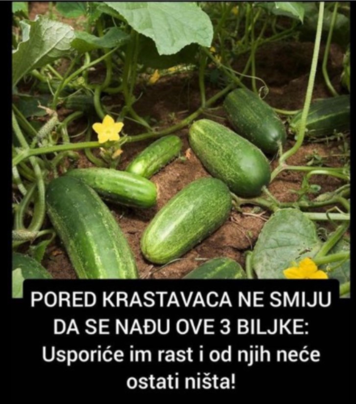 PORED KRASTAVACA NE SMIJU DA SE NAĐU OVE 3 BILJKE: Usporiće im rast i od njih neće ostati ništa!