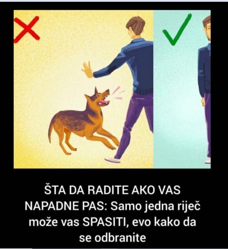 ŠTA DA RADITE AKO VAS NAPADNE PAS: Samo jedna riječ može vas SPASITI, evo kako da se odbranite