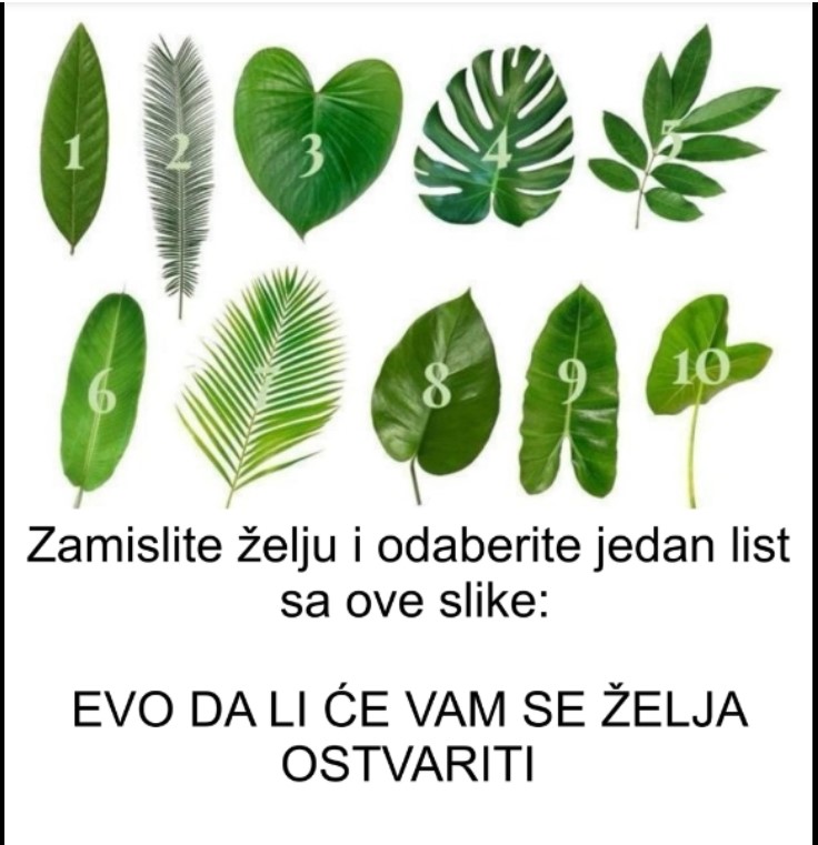 Zamislite želju i odaberite jedan list sa ove slike: EVO DA LI ĆE VAM SE ŽELJA OSTVARITI