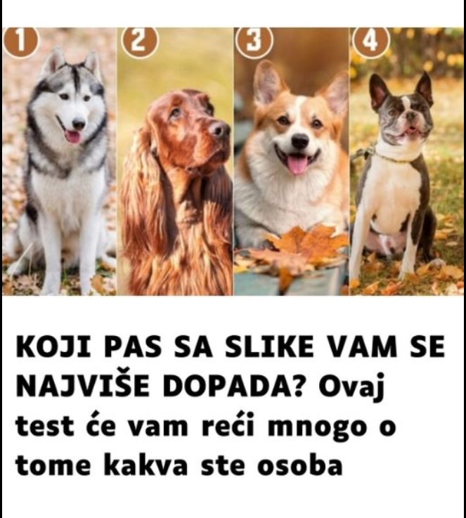 KOJI PAS SA SLIKE VAM SE NAJVIŠE DOPADA? Ovaj test će vam reći mnogo o tome kakva ste osoba