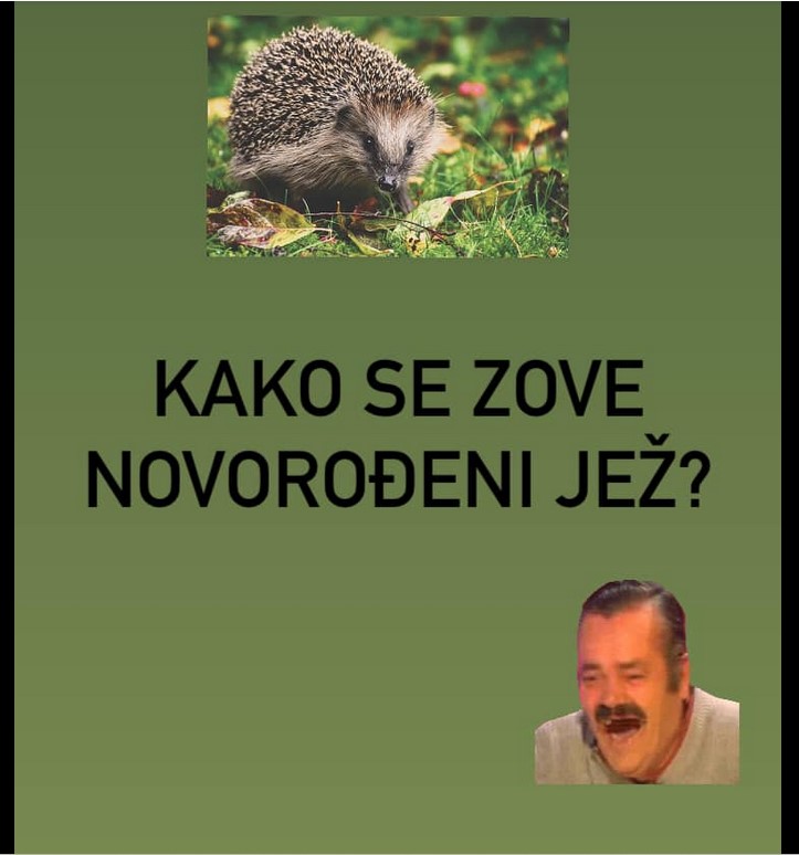 Vic: Novorođeni jež