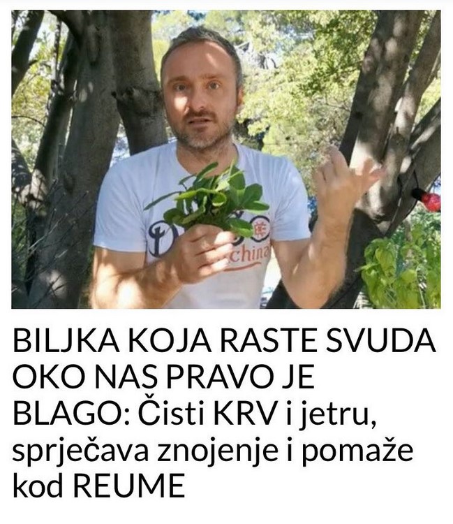 BILJKA KOJA RASTE SVUDA OKO NAS PRAVO JE BLAGO: Čisti KV i jetru, sprječava znojenje i pomaže kod REUME