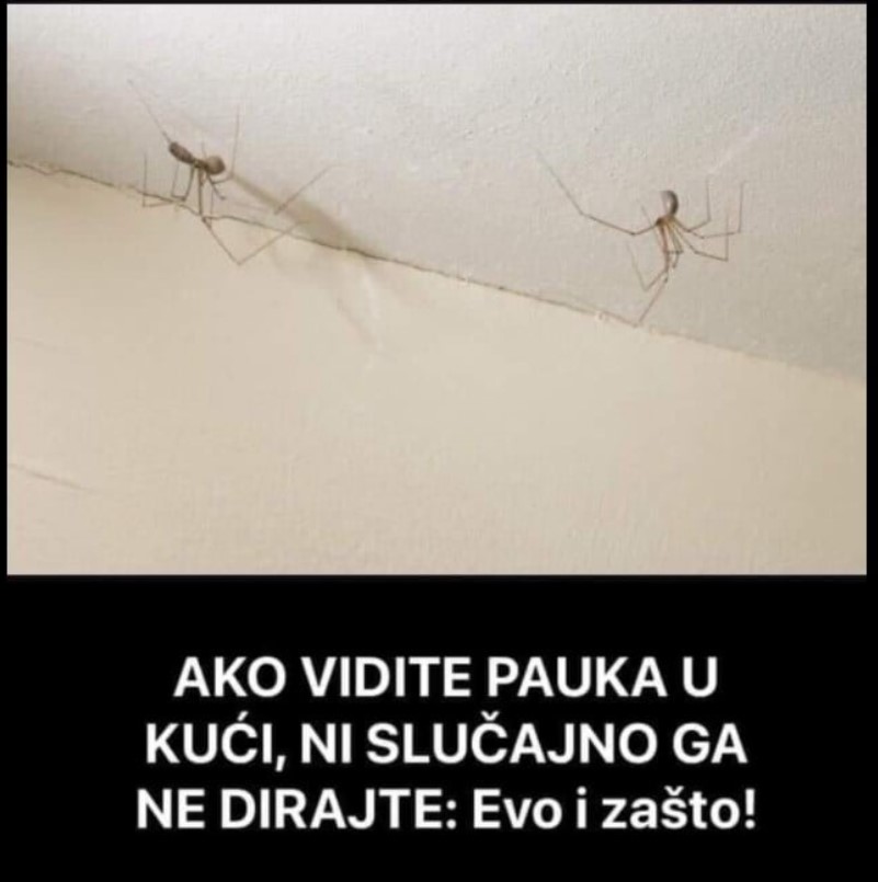 AKO VIDITE PAUKA U KUĆI, NI SLUČAJNO GA NE DIRAJTE: Može vam spasiti život, evo i kako!