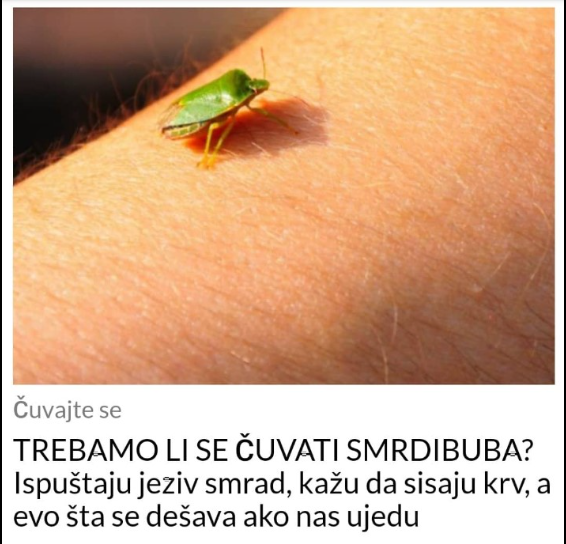 TREBAMO LI SE ČUVATI SMRDIBUBA? Ispuštaju jeziv smrad, kažu da sisaju krv, a evo šta se dešava ako nas ujedu