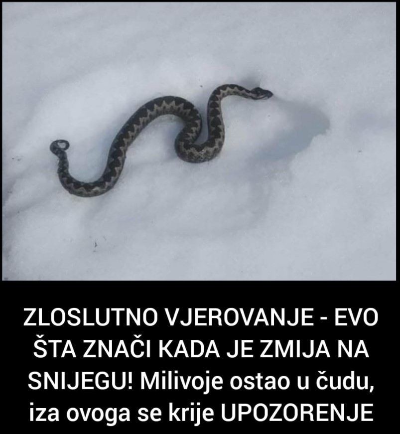 ZLOSLUTNO VJEROVANJE – EVO ŠTA ZNAČI KADA JE ZMIJA NA SNIJEGU! Milivoje ostao u čudu, iza ovoga se krije UPOZORENJE