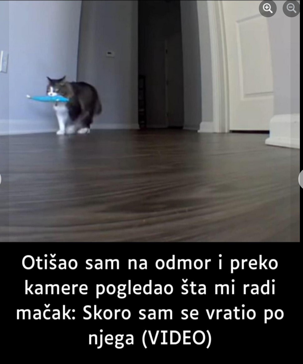 Otišao sam na odmor i preko kamere pogledao šta mi radi mačak: Skoro sam se vratio po njega (VIDEO)