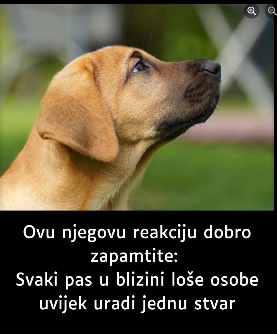 Ovu njegovu reakciju dobro zapamtite: Svaki pas u blizini loše osobe uvijek uradi jednu stvar