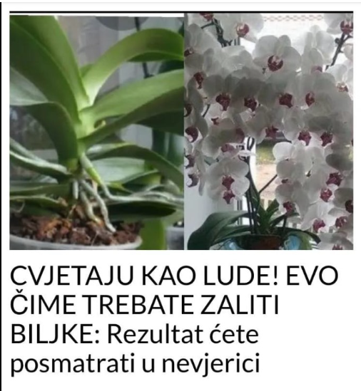 CVJETAJU KAO LUDE! EVO ČIME TREBATE ZALITI BILJKE: Rezultat ćete posmatrati u nevjerici