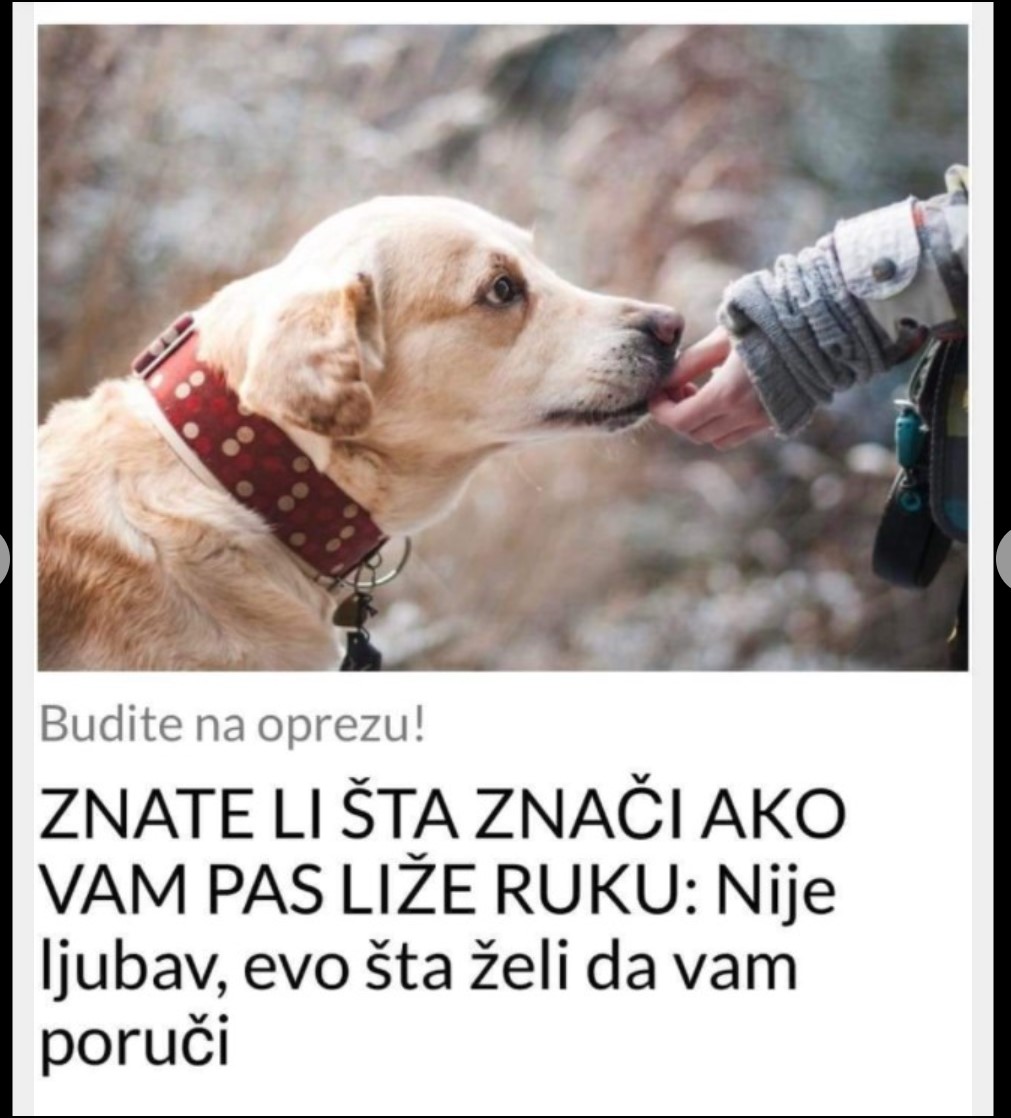 ZNATE LI ŠTA ZNAČI AKO VAM PAS LIŽE RUKU: Nije ljubav, evo šta želi da vam poruči