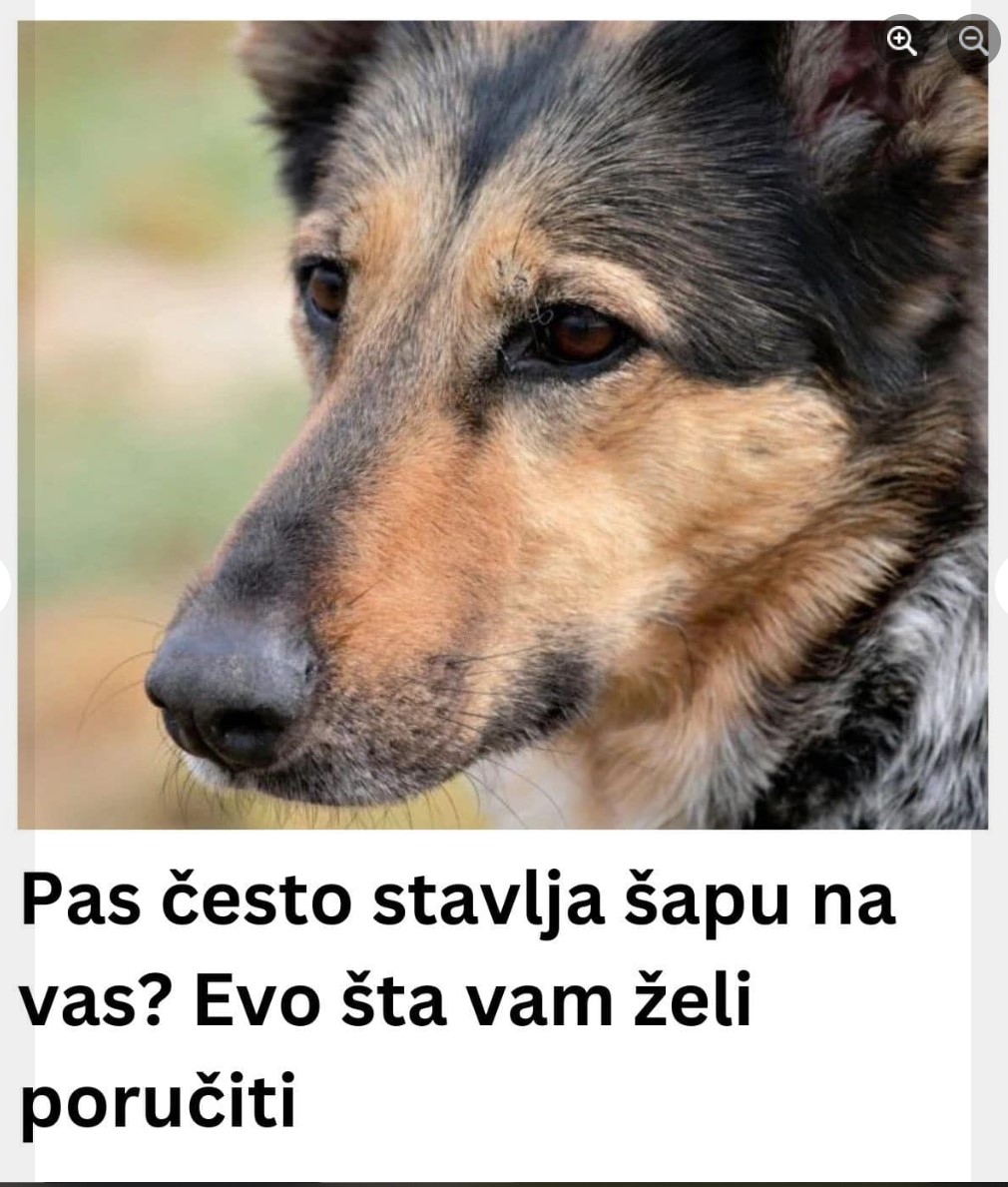 Pas često stavlja šapu na vas? Evo šta vam želi poručiti