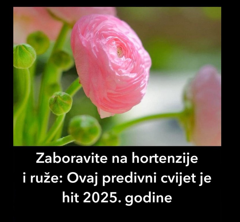 Zaboravite na hortenzije i ruže: Ovaj predivni cvijet je hit 2025. godine