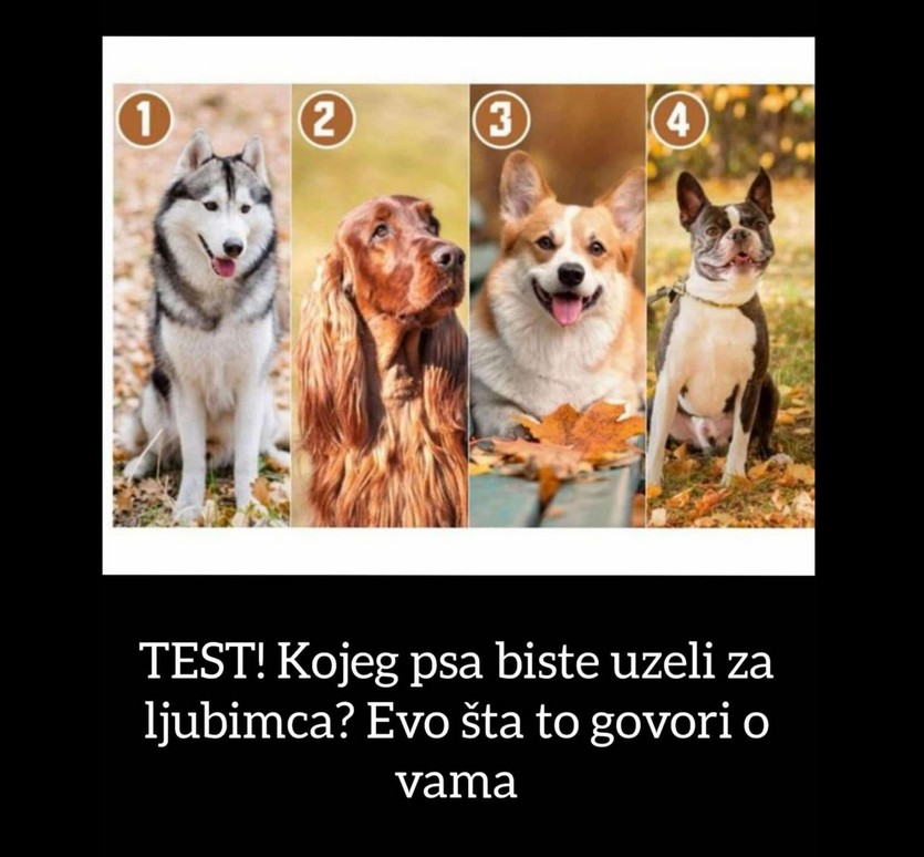 TEST! Kojeg psa biste uzeli za ljubimca? Evo šta to govori o vama