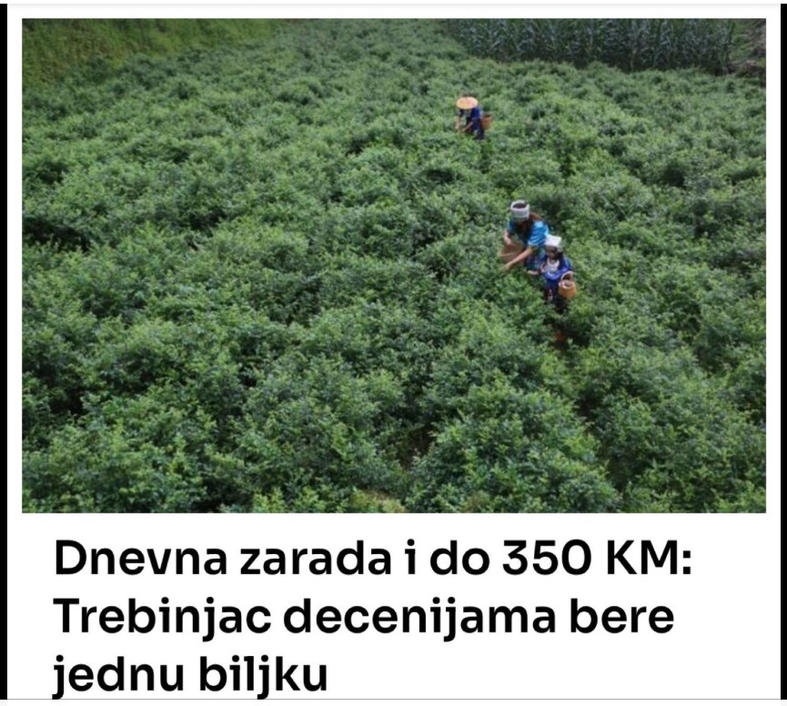 Dnevna zarada i do 350 KM: Trebinjac decenijama bere jednu biljku