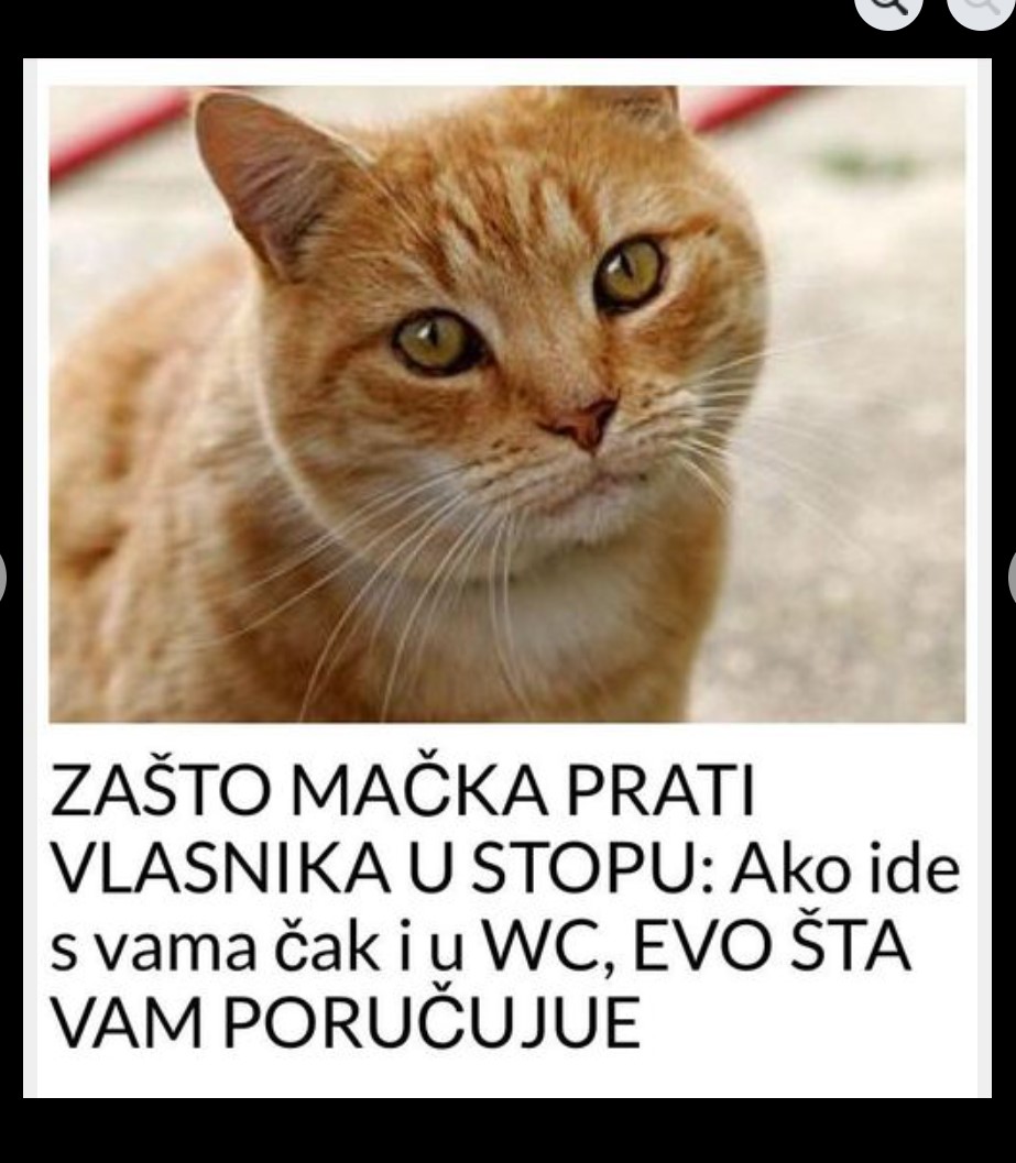ZAŠTO MAČKA PRATI VLASNIKA U STOPU: Ako ide s vama čak iu WC, EVO ŠTA VAM PORUČUJUJE