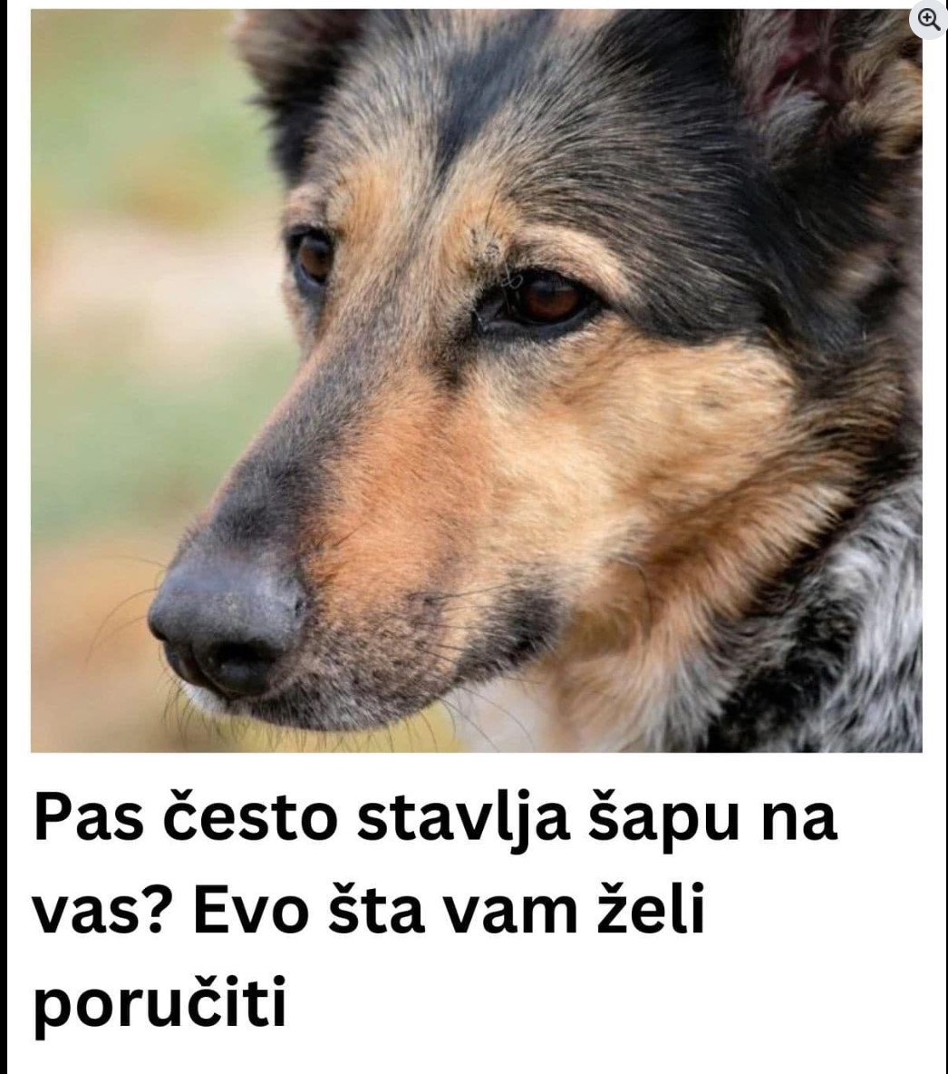 Pas često stavlja šapu na vas? Evo što vam želi poručiti