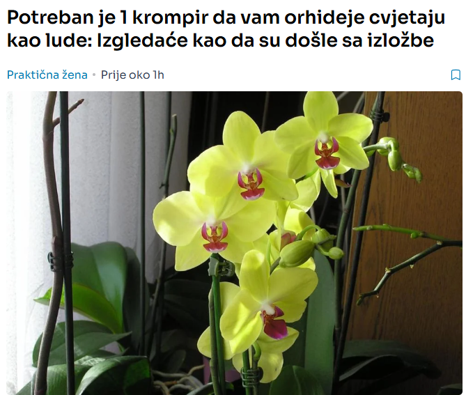 Potreban je 1 krompir da vam orhideje cvjetaju kao lude: Izgledaće kao da su došle sa izložbe