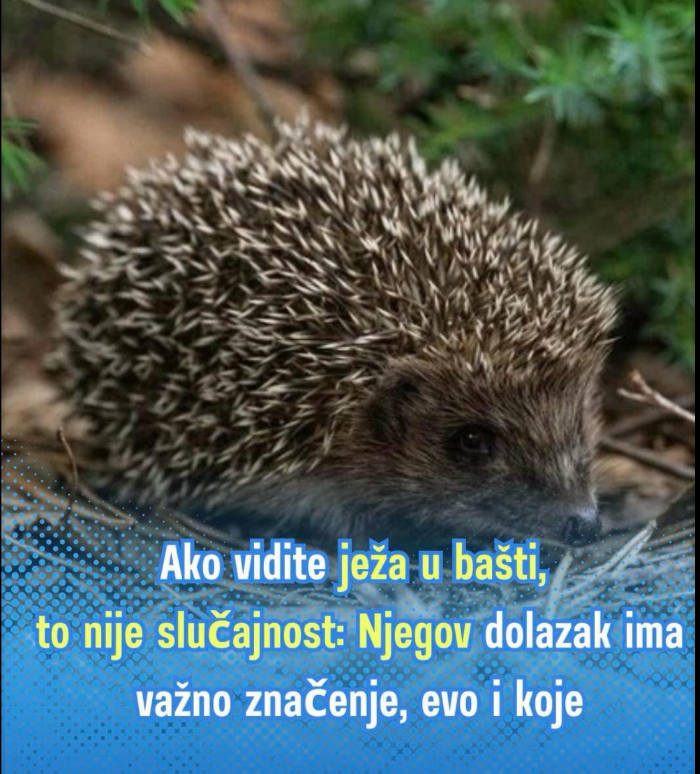 Ako vidite ježa u baštini, to nije slučajnost: Njegov dolazak ima važno značenje, evo i koje