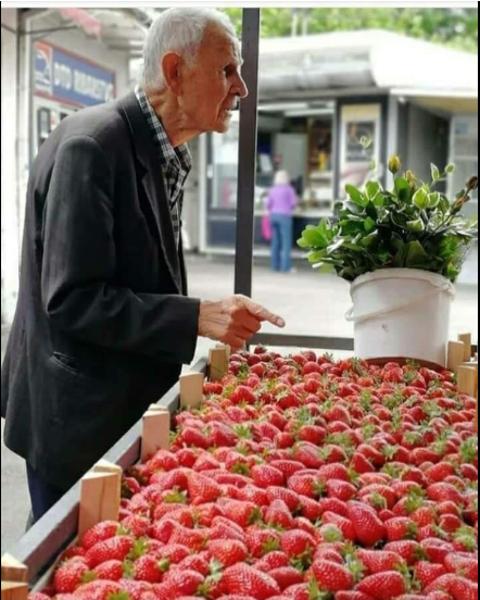 Priča:Starac i jagode