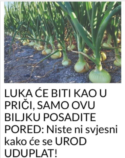 LUKA ĆE BITI KAO U PRIČI, SAMO OVU BILJKU POSADITE PORED: Niste ni svjesni kako će se UROD UDUPLAT!