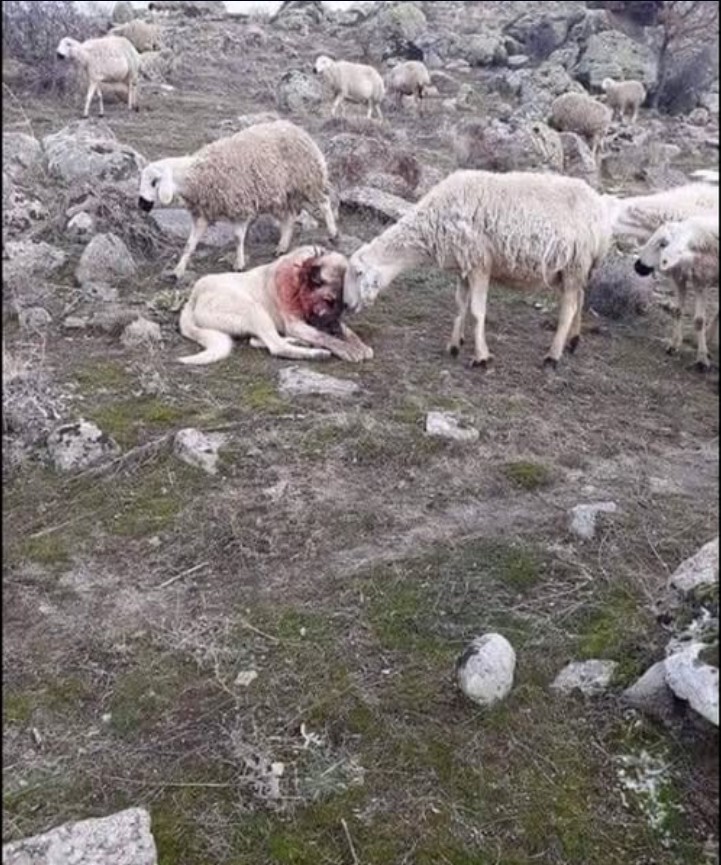 PRIČA: Pas i čovjek