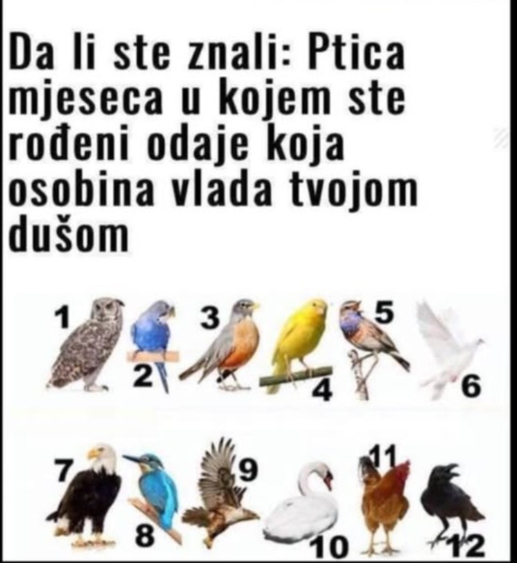 PTICA MJESECA U KOJEM STE ROĐENI OTKRIVA NEŠTO BITNO O VAMA: Izaberite broj i otkrijte KAKVI STE ZAISTA U DUŠI!