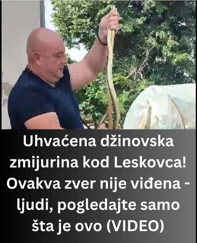 🐍 Spasavanje u okolini Leskovca: Vladica Stanković uhvatio veliku zmiju i vratio je u prirodu