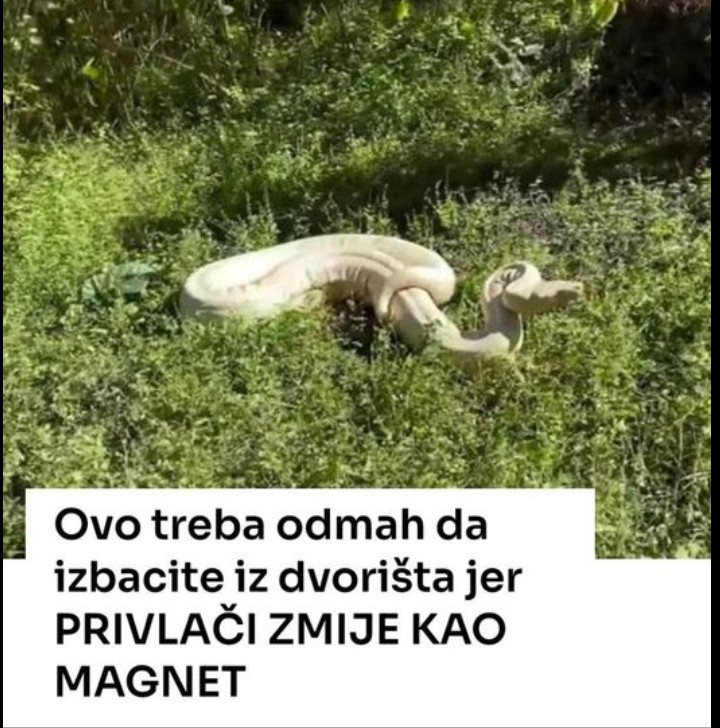 Šta privlači zmije i kako ih spriječiti u dvorištu?