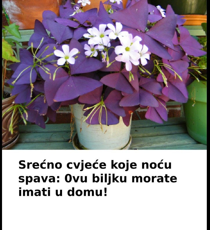Ljubičasta djetelina – čuvar sreće i ljepote u vašem domu