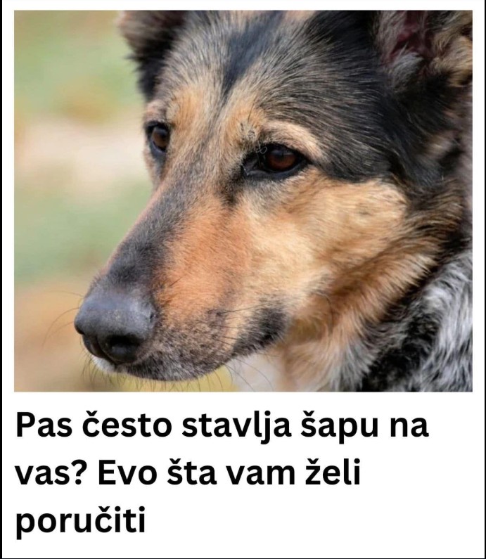 Šta znači kada pas stavi šapu na vas? Stručnjaci objašnjavaju ponašanje naših ljubimaca