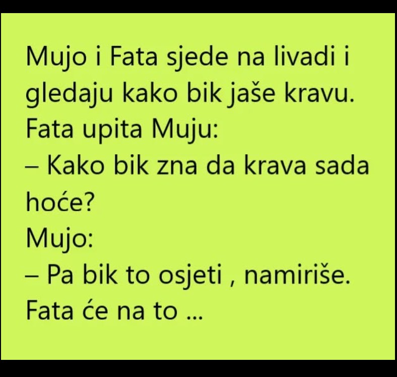 Vic dana: Krava, bik i Fata – kad humor susretne realnost!