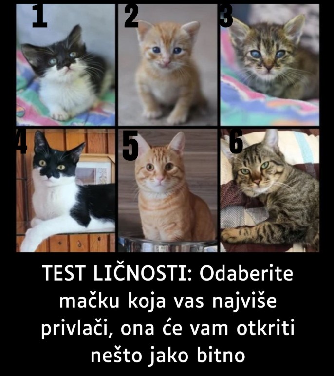 Koju mačku birate? Psihološka refleksija kroz izbor slike