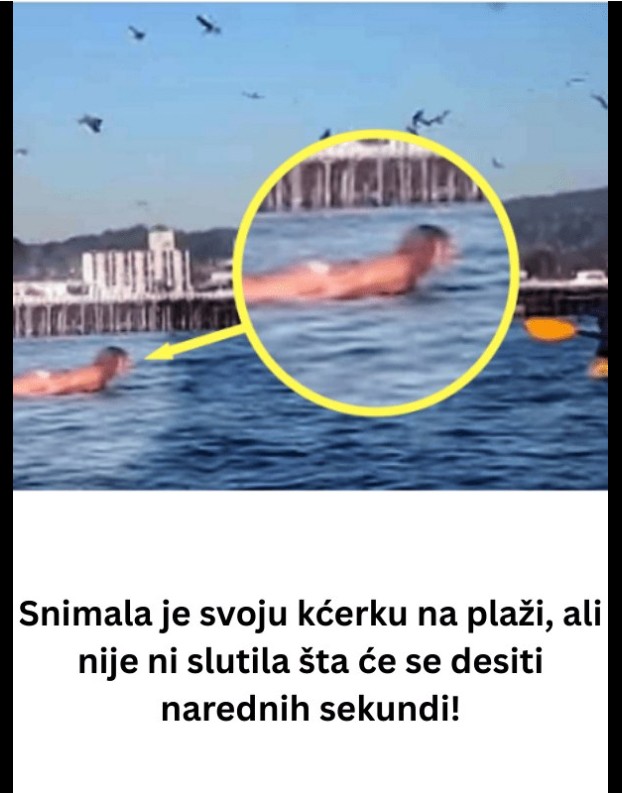 Kako su ptice na plaži postale znak za oprez: Neočekivana lekcija iz prirode