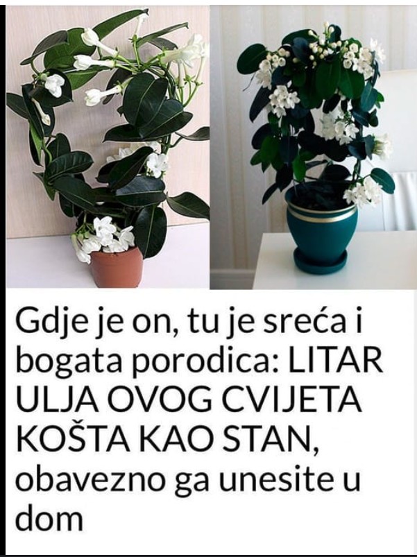Jasmin – više od mirisa: simbol nežnosti, elegancije i harmonije