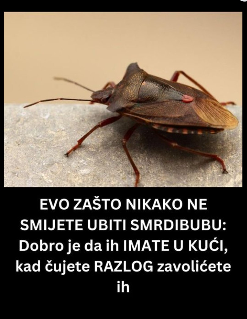 Zašto smrdibube ulaze u kuće i kako se nositi s njima