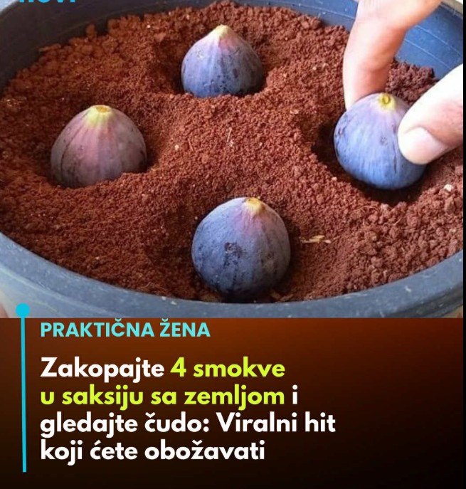 🍃 Šta ako vam kažemo da možete uzgojiti smokvu – iz cijelog ploda?