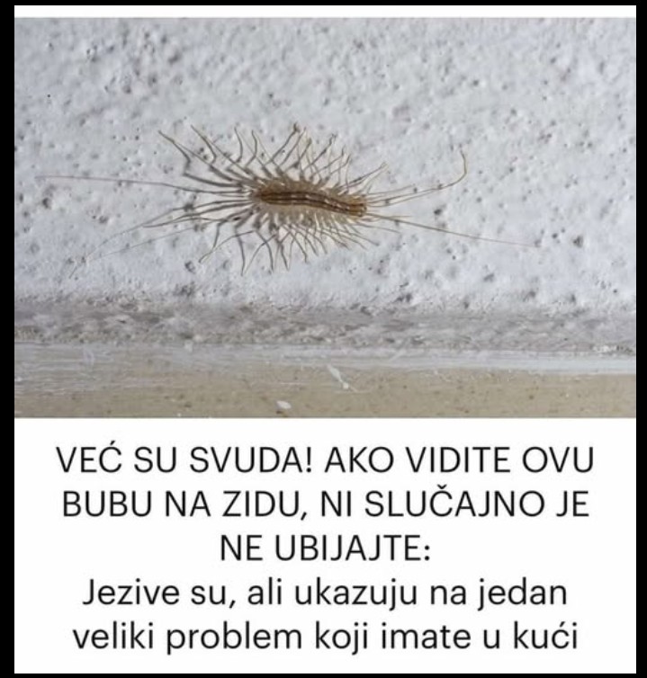 Kako se nositi sa stonogama u domu – saveznik, a ne neprijatelj