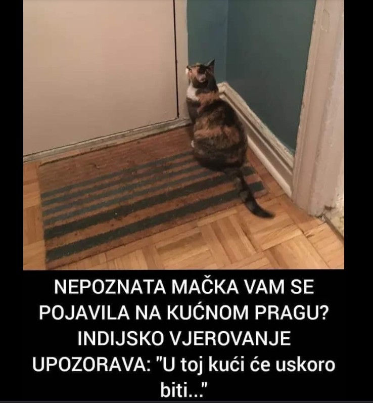 Šta znači kada se nepoznata mačka pojavi u vašem dvorištu?