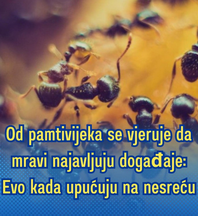 🐜 Mravi u kući? Evo šta njihovo ponašanje simbolično može da znači