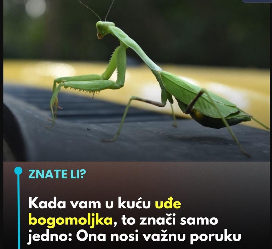 Značenje bogomoljke: Simbolika i poruke prirode
