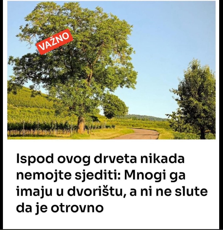 Zašto nije preporučljivo sedeti ispod drveta oraha?