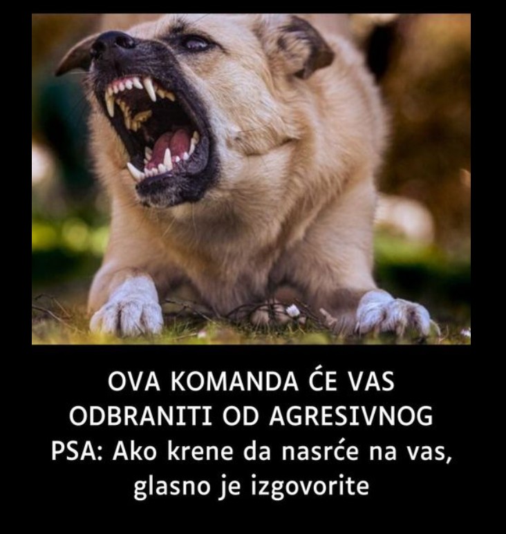 Kako se ponašati u prisustvu psa: Saveti stručnjaka za bezbedno kretanje