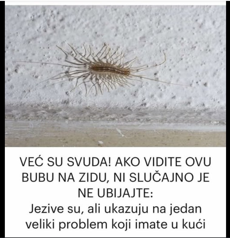 Kako se nositi sa stonogama u domu – saveznik, a ne neprijatelj