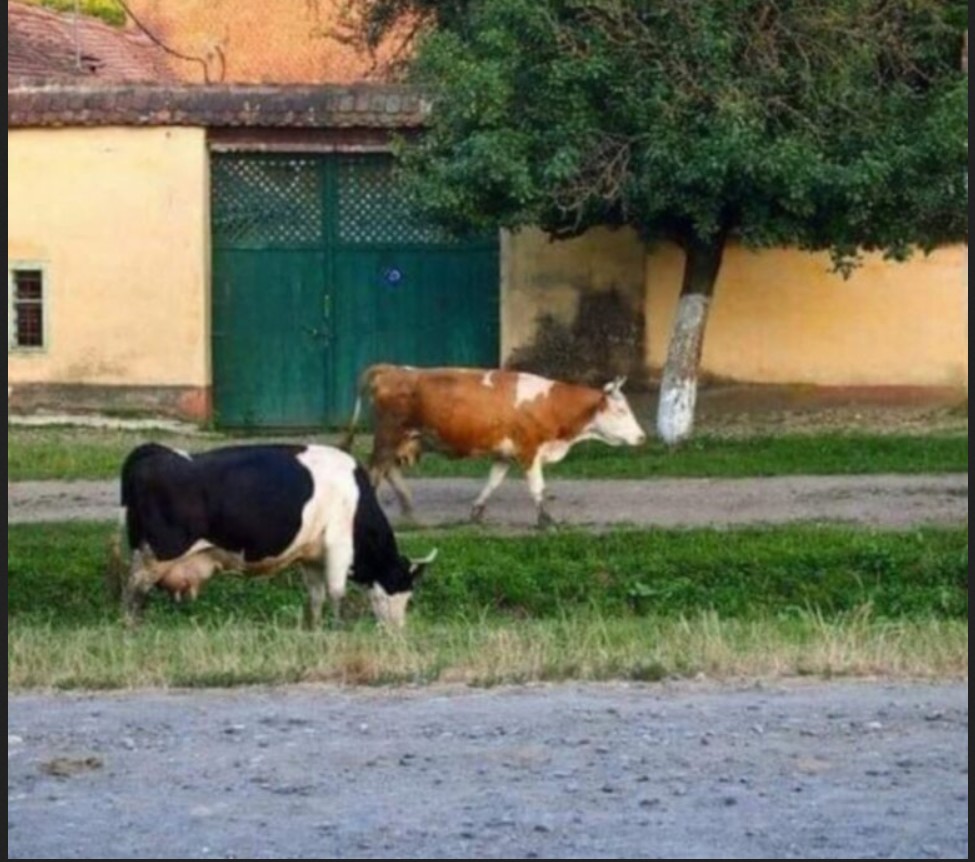 POUČNA PRIČA: Kičma može sve da izdrži, ali srce ne