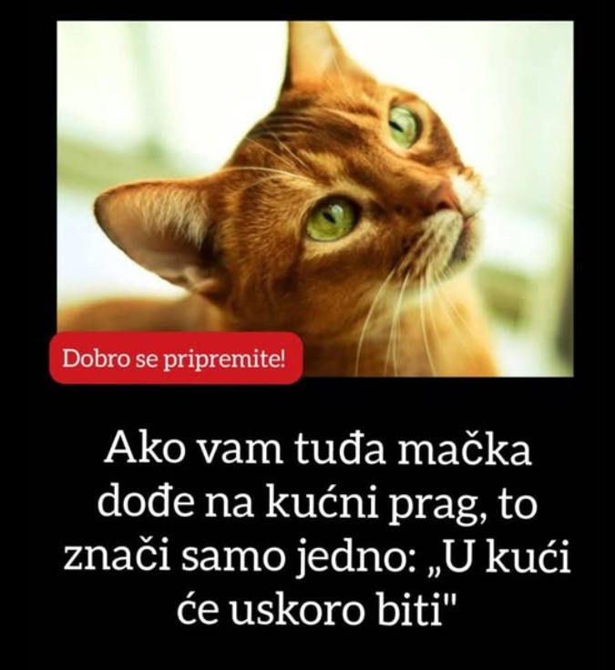 🐱 Staro vjerovanje o mačkama: Šta znači kada vam dođe nepoznata mačka?