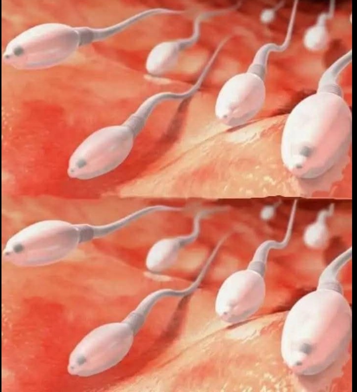 Semen – biološki sastav i zdravstveni kontekst