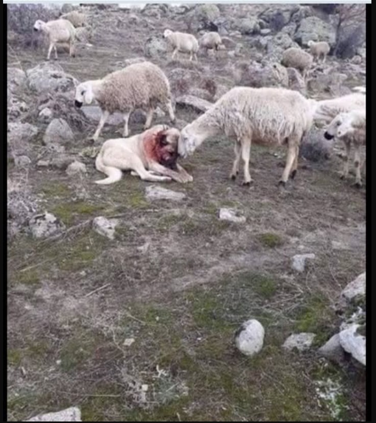 PRIČA: Pas i čovjek