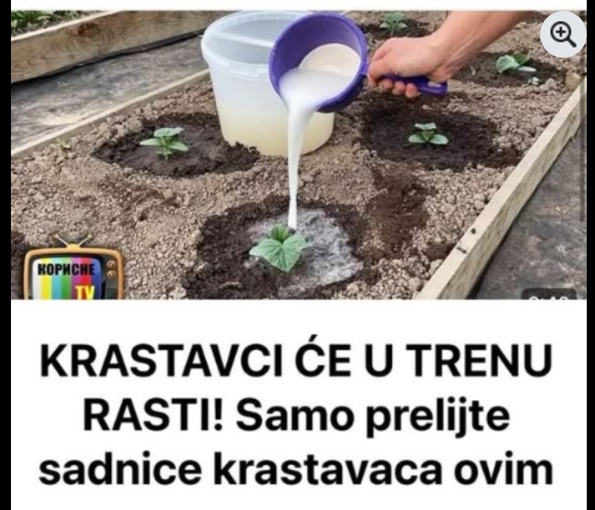 Vaši krastavci rast će kao ludi: Ovo je najbolji način, urod nikad veći, a plod zdrav i jako ukusan