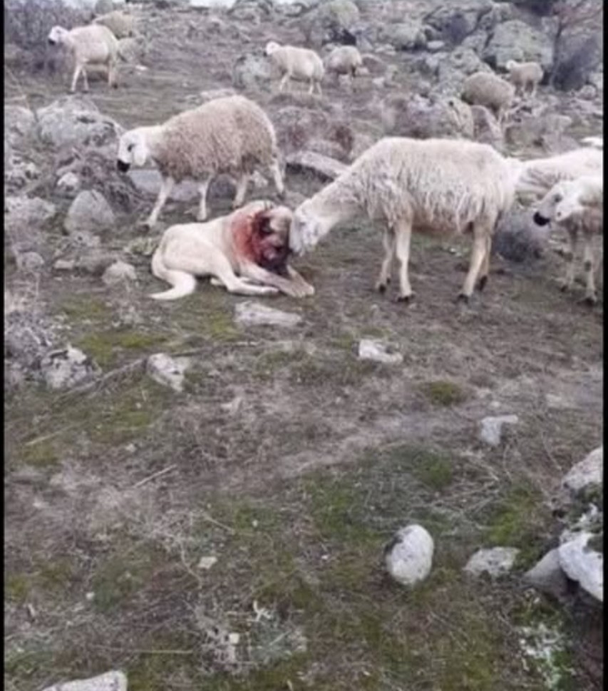 PRIČA: Pas i čovjek